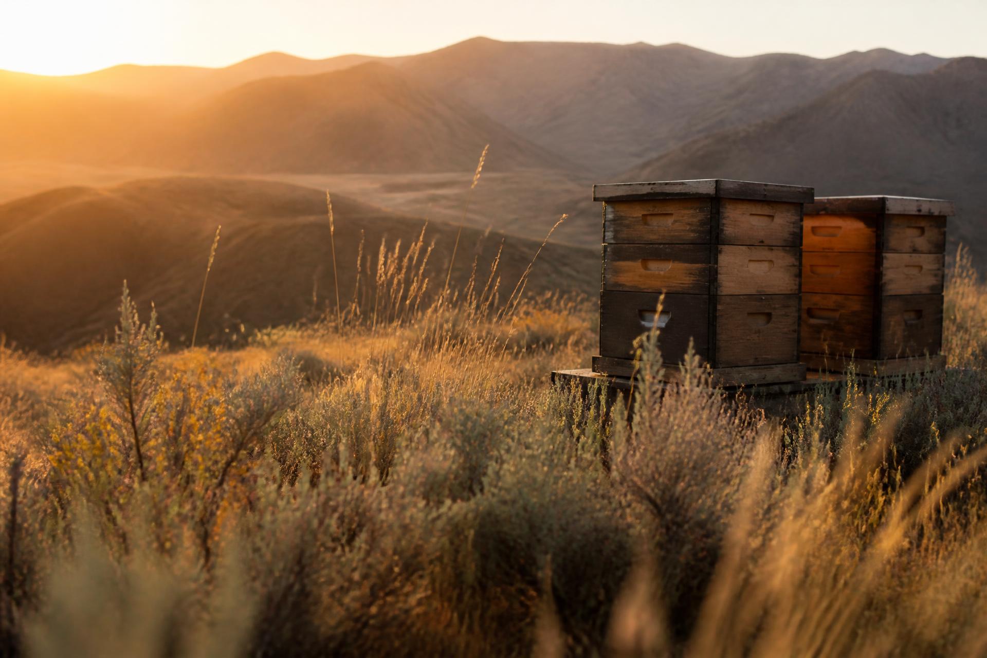 Beehives at golden hour in the Similkameen Valley near Princeton, British Columbia